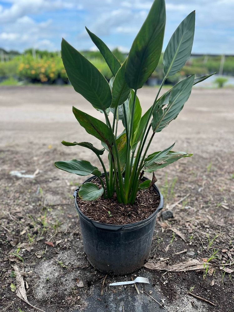 strelitzia-reginae-bird-of-paradise-orange-crane-flower