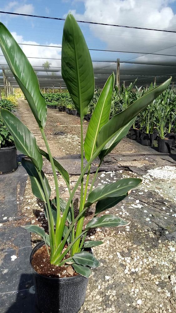 strelitzia-reginae-bird-of-paradise-orange-crane-flower