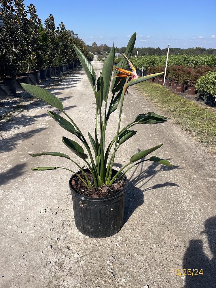 strelitzia-reginae-bird-of-paradise-orange-crane-flower