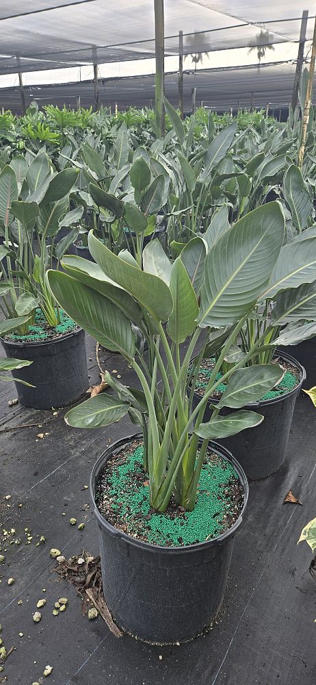 strelitzia-reginae-bird-of-paradise-orange-crane-flower