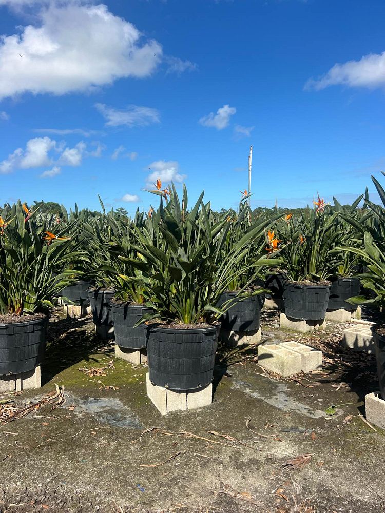 strelitzia-reginae-bird-of-paradise-orange-crane-flower