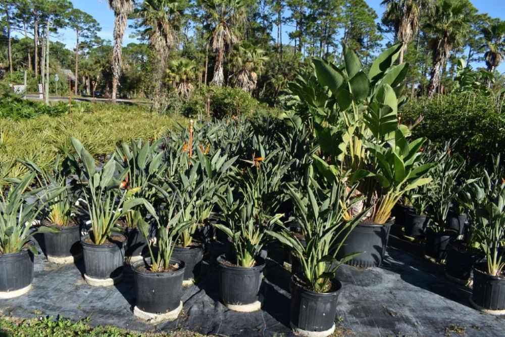 strelitzia-reginae-bird-of-paradise-orange-crane-flower