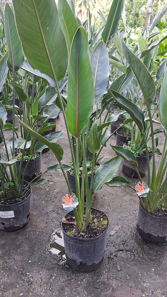 strelitzia-reginae-bird-of-paradise-orange-crane-flower