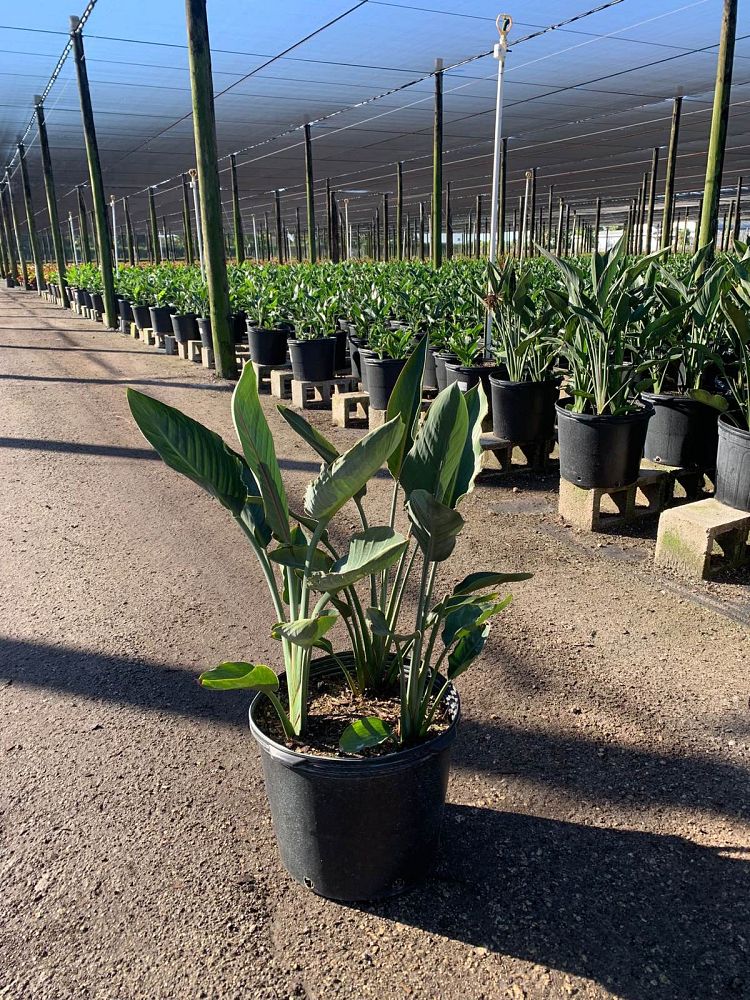 strelitzia-reginae-bird-of-paradise-orange-crane-flower