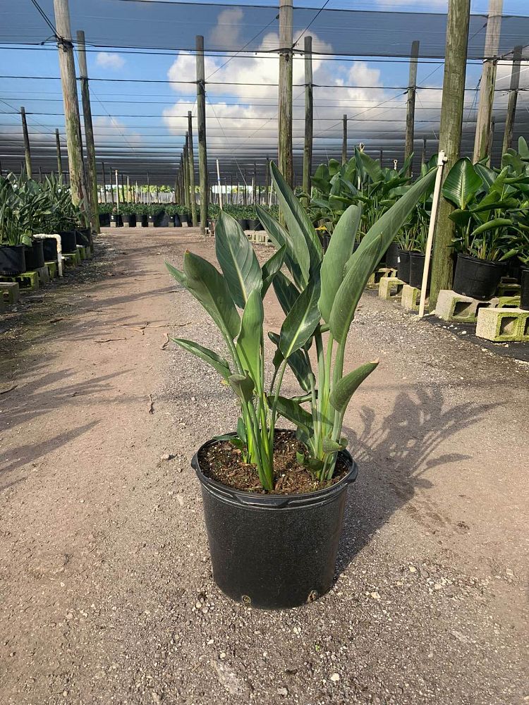 strelitzia-reginae-bird-of-paradise-orange-crane-flower