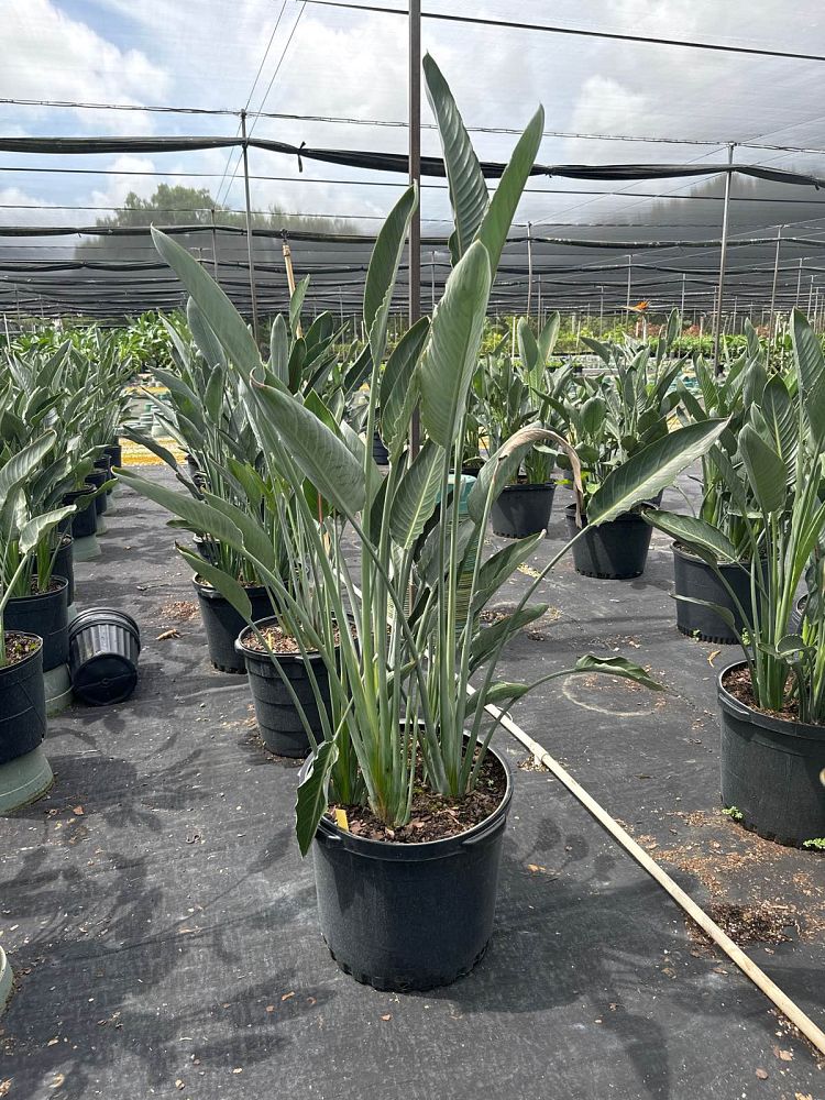 strelitzia-reginae-mandela-s-gold-bird-of-paradise