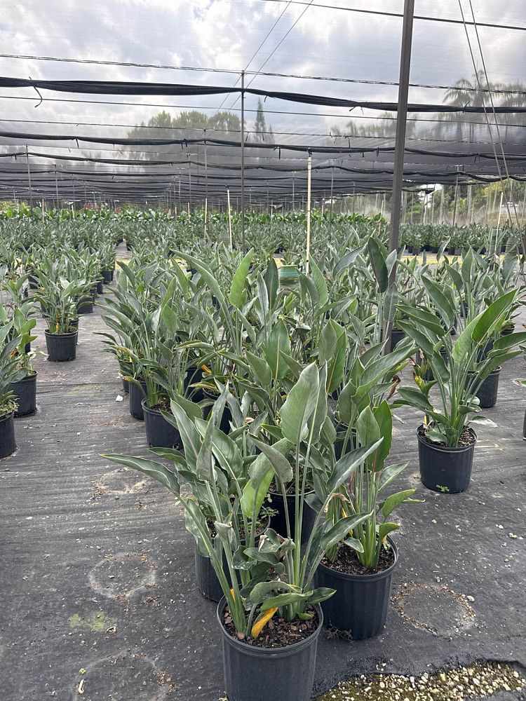 strelitzia-reginae-mandela-s-gold-bird-of-paradise