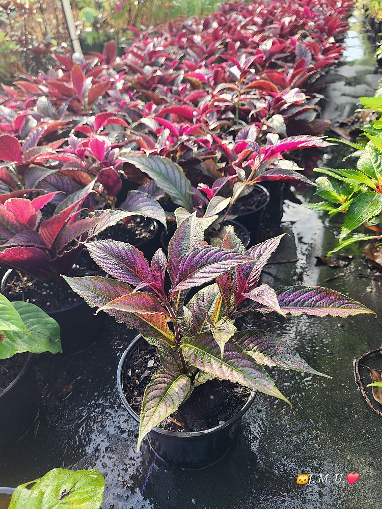 strobilanthes-dyerianus-persian-shield