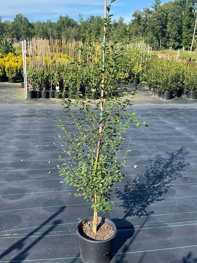 styrax-japonicus-japanese-snowbell