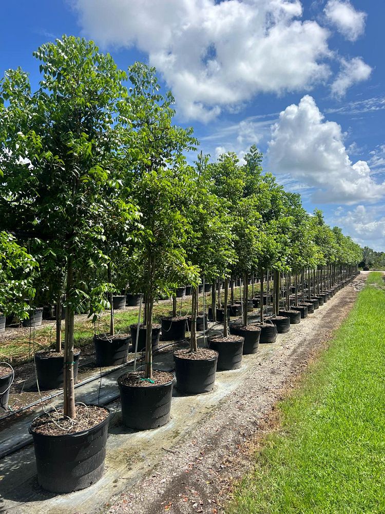 swietenia-mahagoni-mahogany-tree