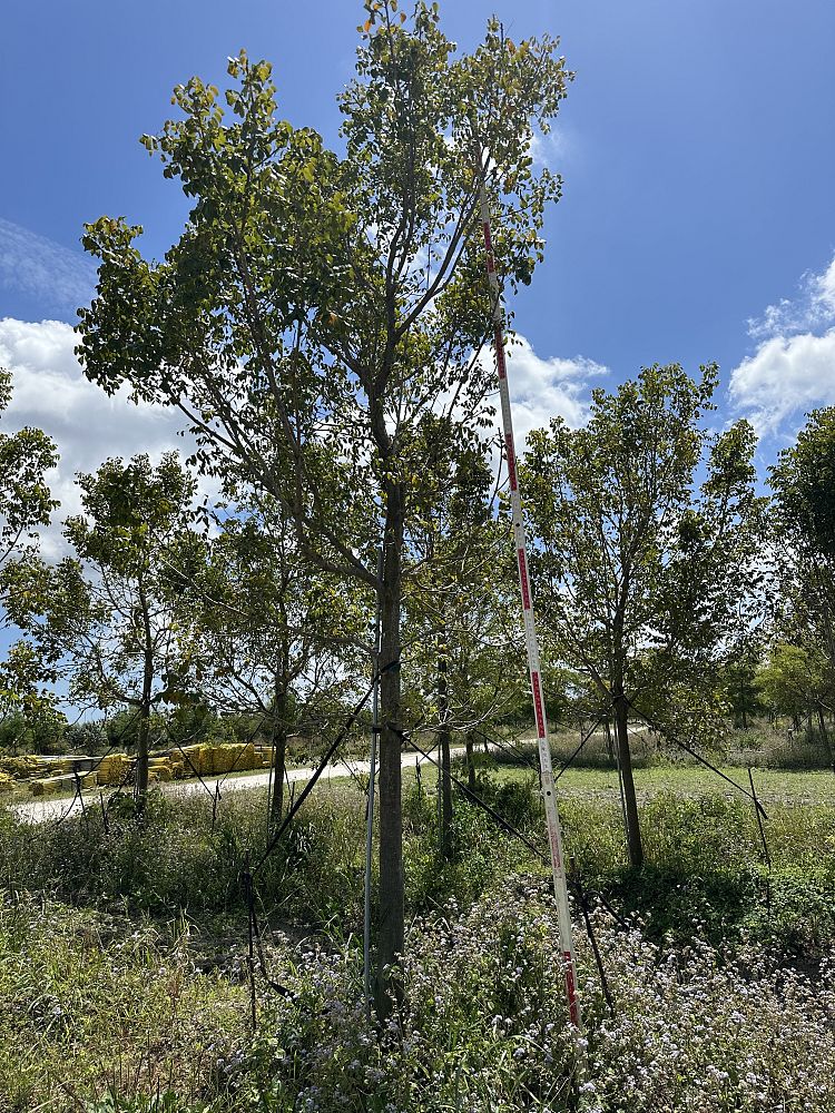 swietenia-mahagoni-mahogany-tree