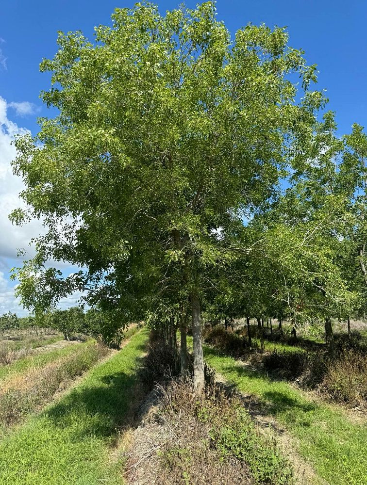 swietenia-mahagoni-mahogany-tree