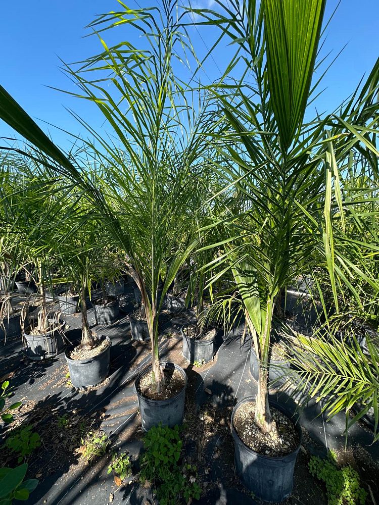 syagrus-romanzoffiana-piru-cocos-plumosa-jeriva-queen-palm