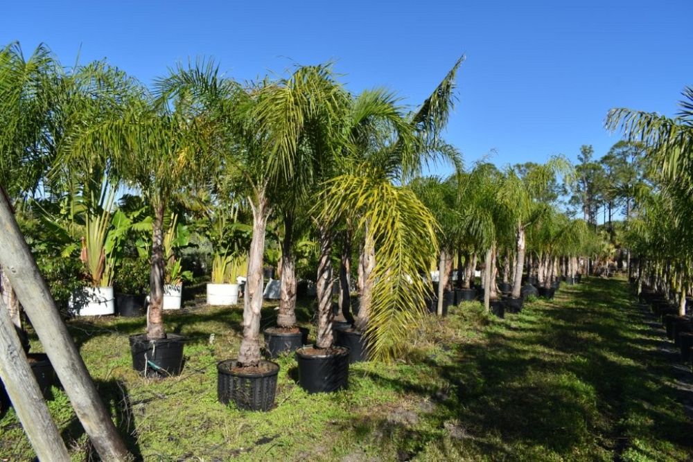 syagrus-romanzoffiana-queen-palm-cocos-plumosa