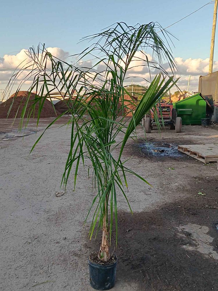 syagrus-romanzoffiana-queen-palm-cocos-plumosa