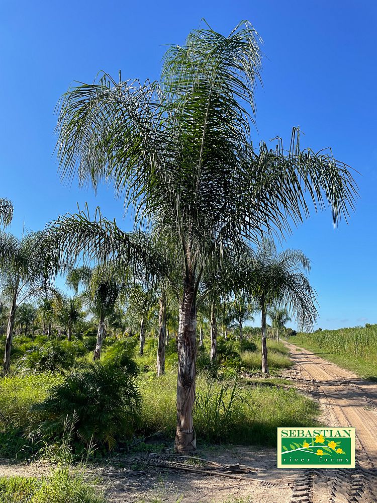 syagrus-romanzoffiana-queen-palm-cocos-plumosa