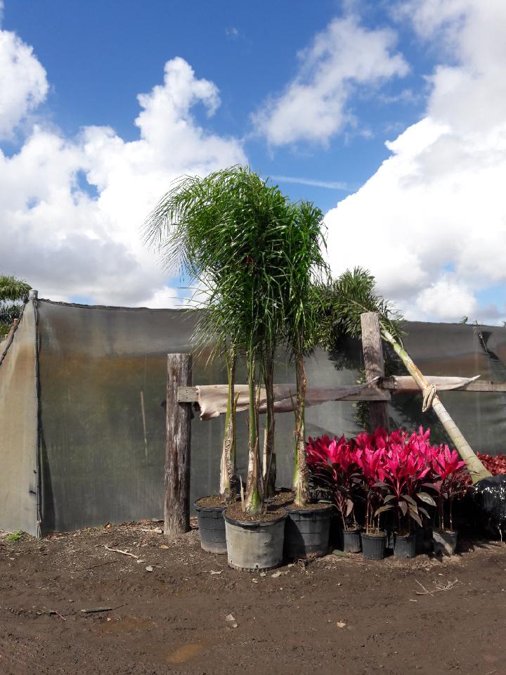 syagrus-romanzoffiana-queen-palm-cocos-plumosa