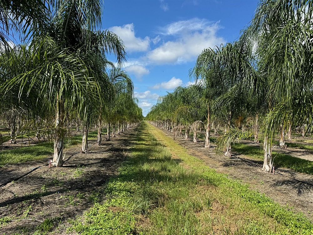 syagrus-romanzoffiana-queen-palm-cocos-plumosa