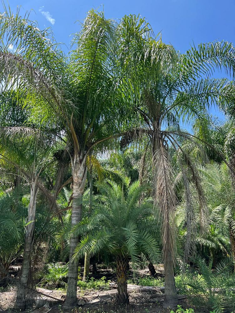 syagrus-romanzoffiana-queen-palm-cocos-plumosa