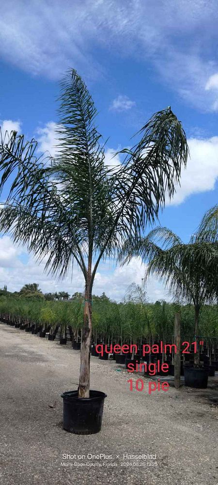 syagrus-romanzoffiana-queen-palm-cocos-plumosa