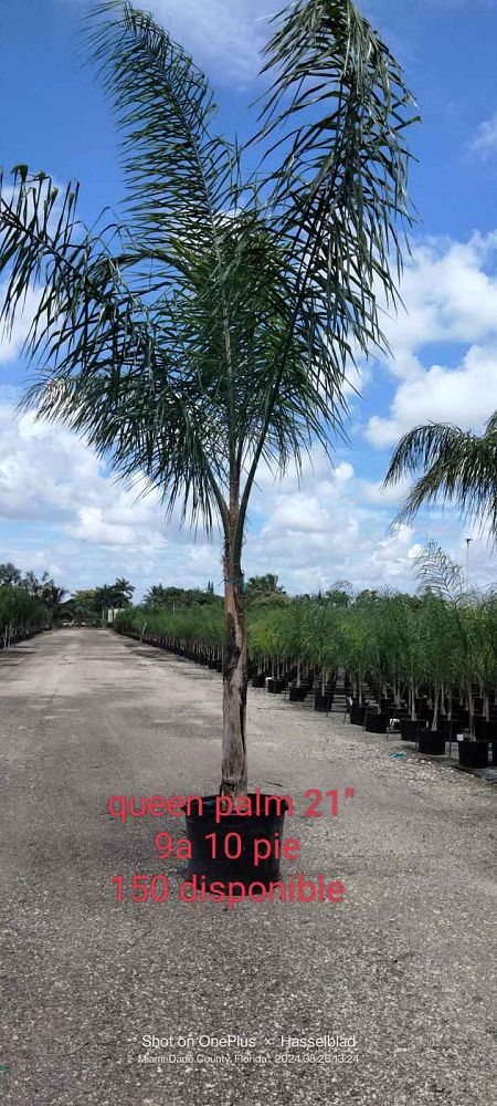 syagrus-romanzoffiana-queen-palm-cocos-plumosa