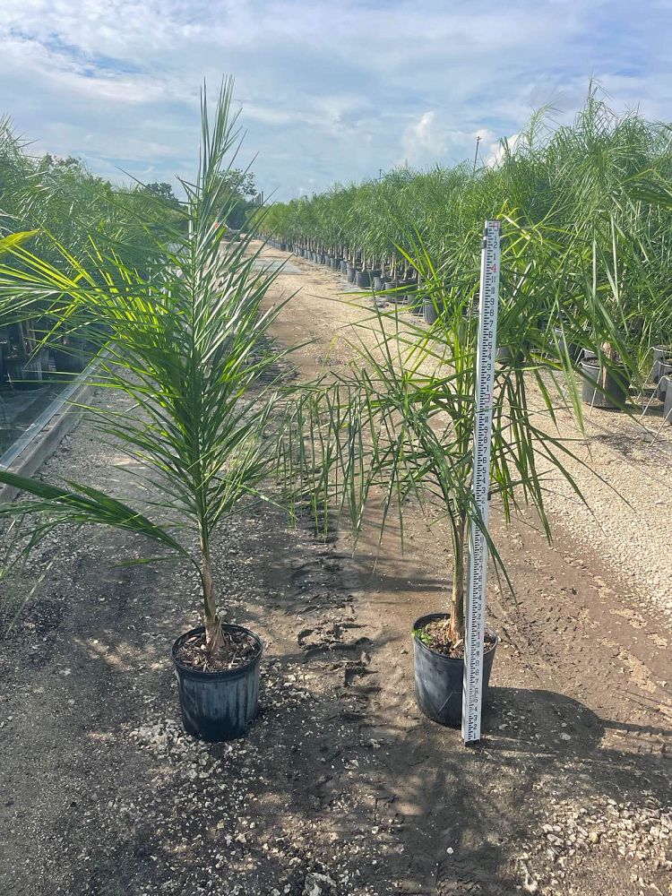 syagrus-romanzoffiana-queen-palm-cocos-plumosa