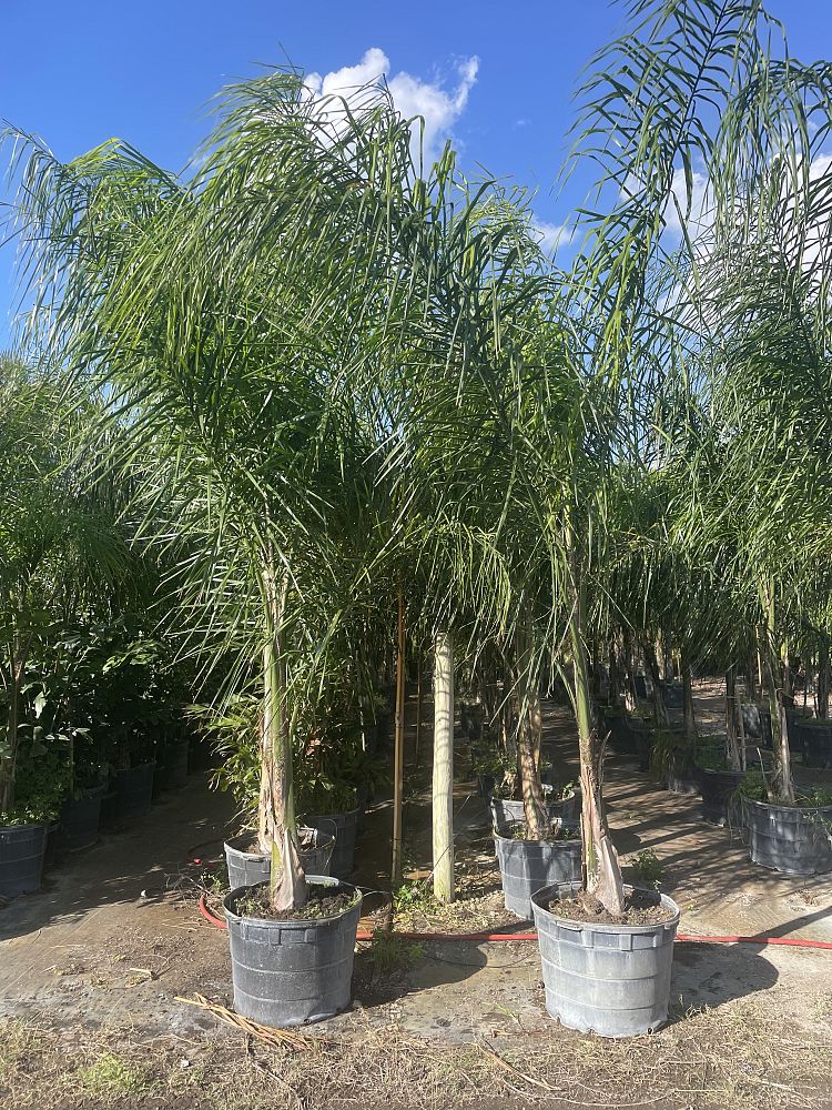 syagrus-romanzoffiana-queen-palm-cocos-plumosa