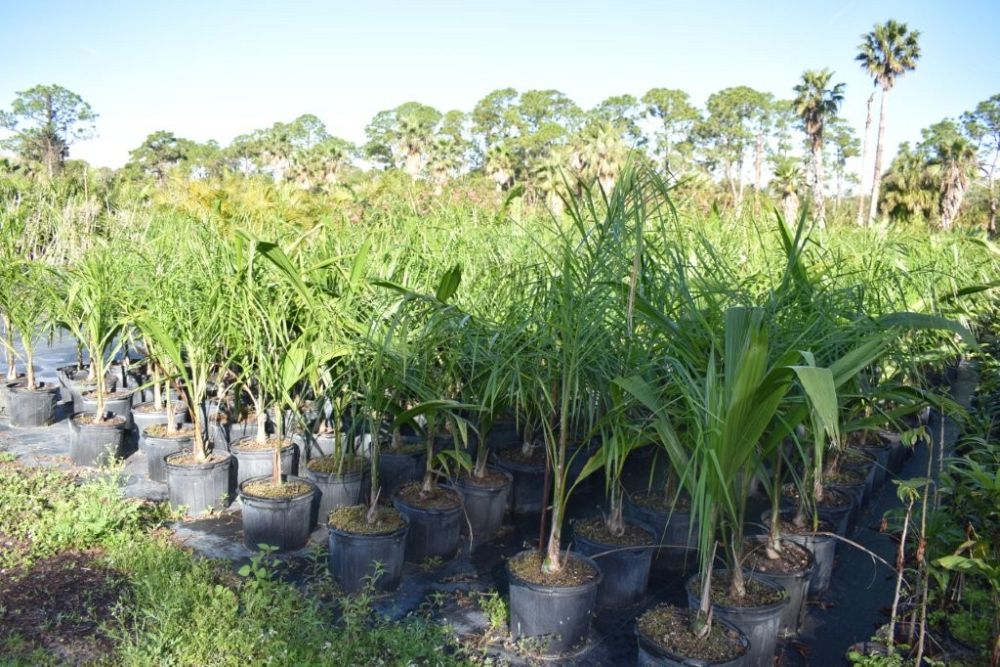 syagrus-romanzoffiana-queen-palm-cocos-plumosa