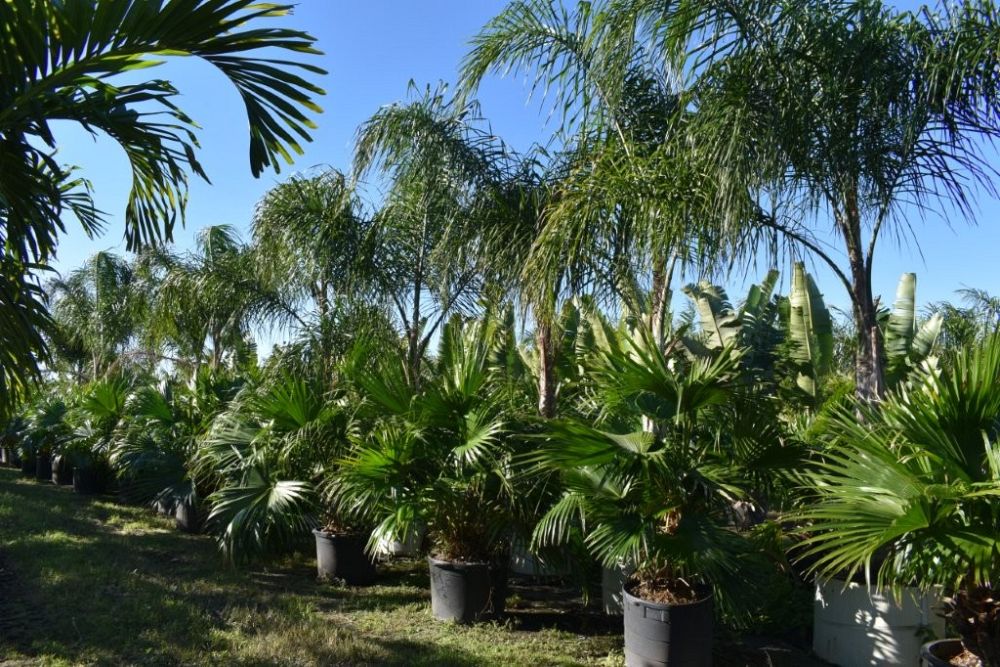 syagrus-romanzoffiana-queen-palm-cocos-plumosa