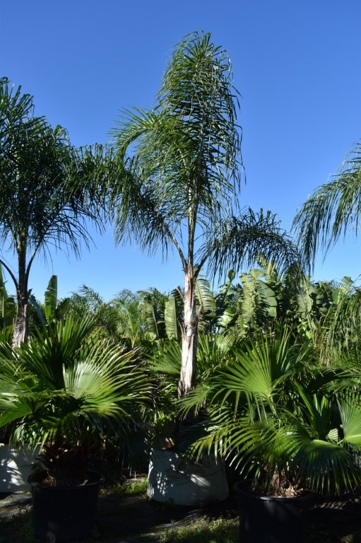 syagrus-romanzoffiana-queen-palm-cocos-plumosa