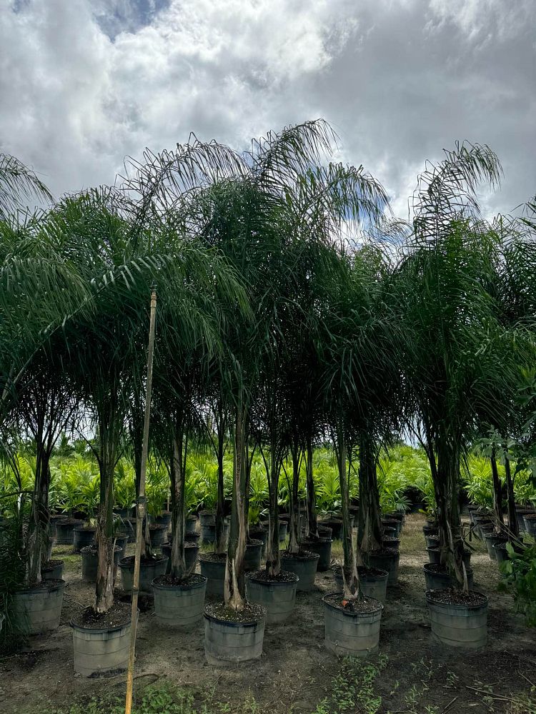 syagrus-romanzoffiana-silver-queen-cocos-plumosa-queen-palm