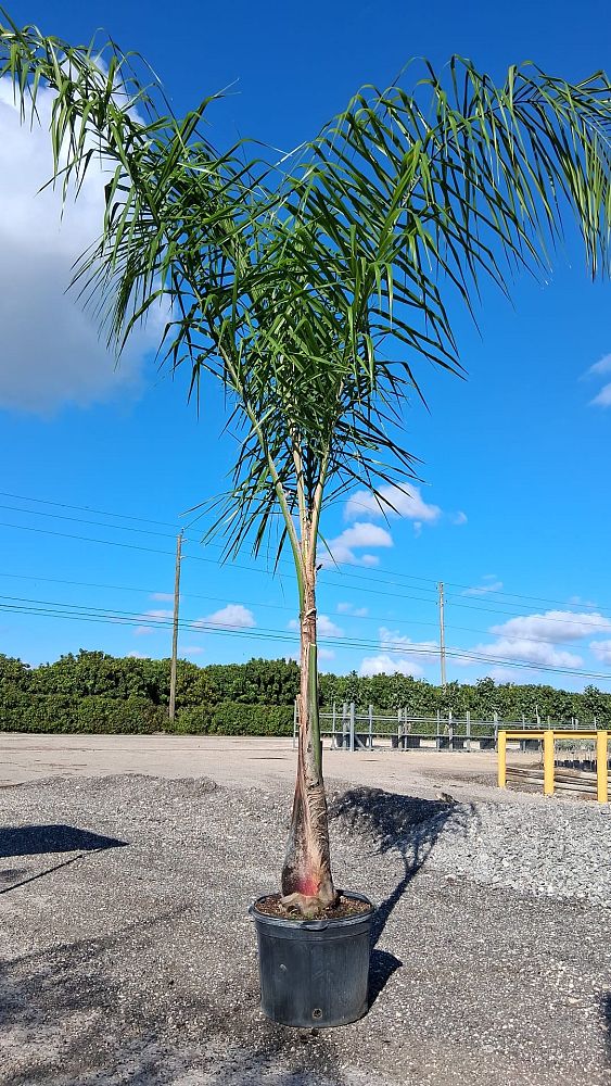 syagrus-romanzoffiana-silver-queen-cocos-plumosa-queen-palm