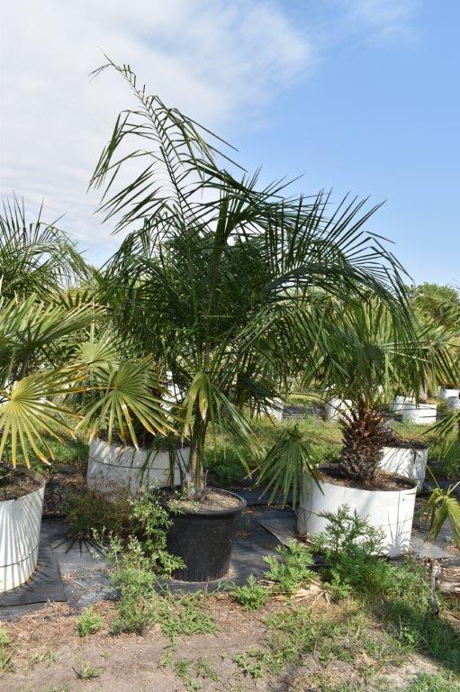syagrus-schizophylla-x-romanzoffiana-coco-queen-palm