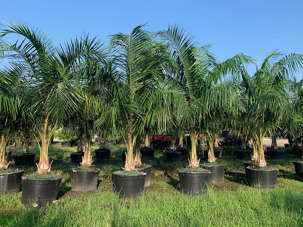 syagrus-schizophylla-x-romanzoffiana-coco-queen-palm