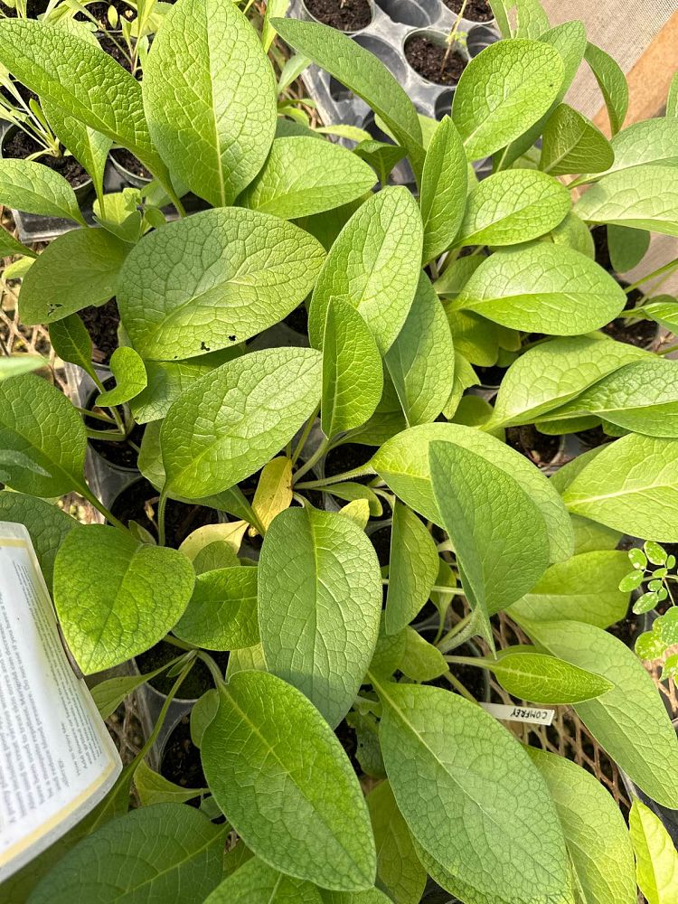 symphytum-officinale-common-comfrey