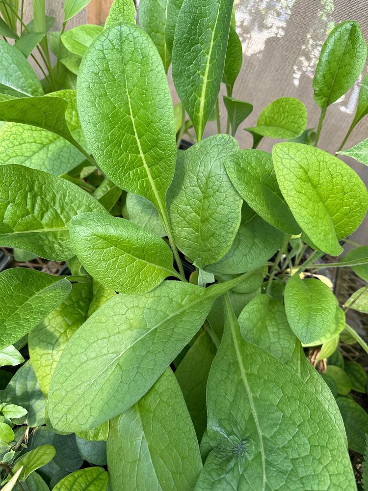 symphytum-officinale-common-comfrey