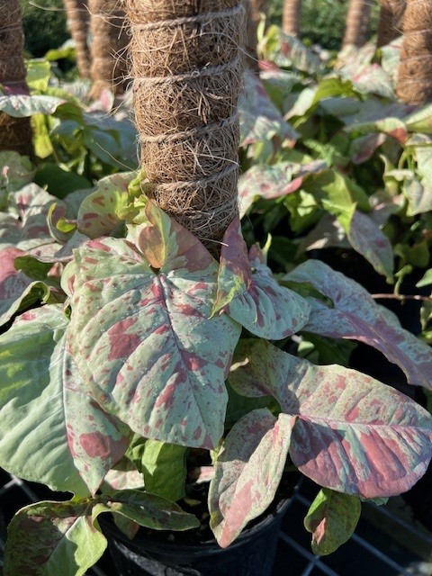 syngonium-podophyllum-confetti-arrowhead-plant-nephthytis