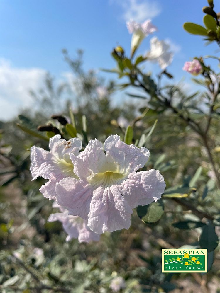 tabebuia-bahamensis-dwarf-white-trumpet