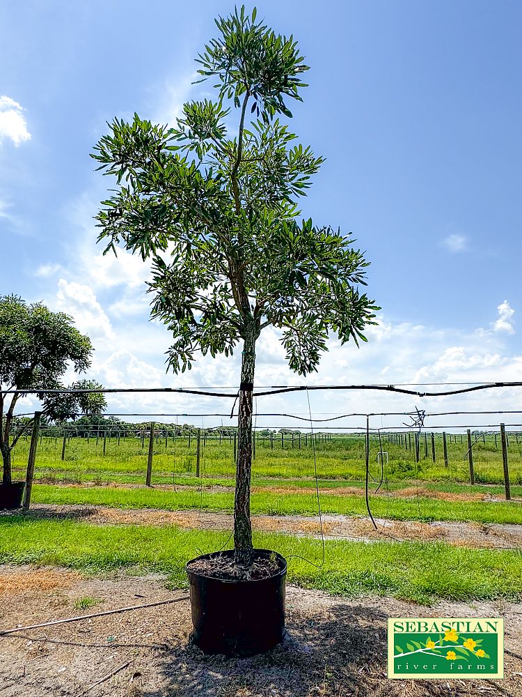 tabebuia-caraiba-yellow-trumpet-tree-tabebuia-argentea-silver-trumpet-tree-tabebuia-aurea