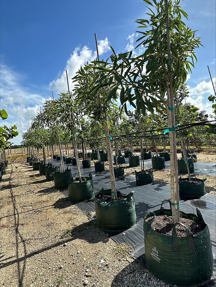 tabebuia-caraiba-yellow-trumpet-tree-tabebuia-argentea-silver-trumpet-tree-tabebuia-aurea