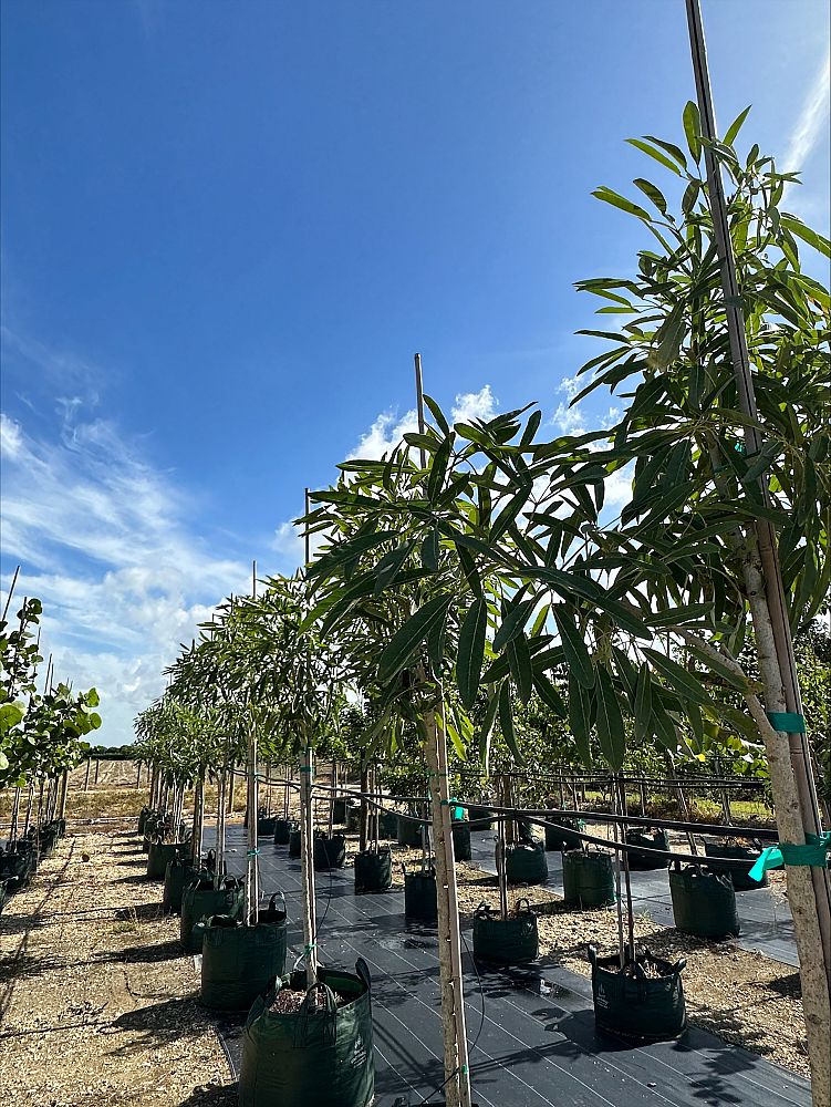 tabebuia-caraiba-yellow-trumpet-tree-tabebuia-argentea-silver-trumpet-tree-tabebuia-aurea