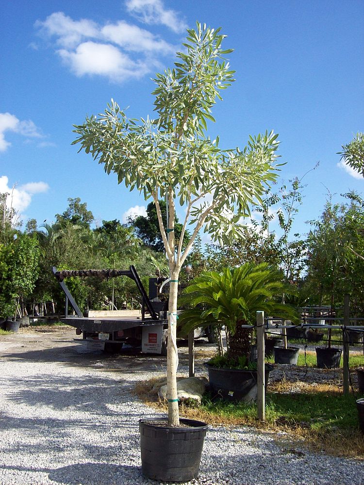 tabebuia-caraiba-yellow-trumpet-tree-tabebuia-argentea-silver-trumpet-tree-tabebuia-aurea