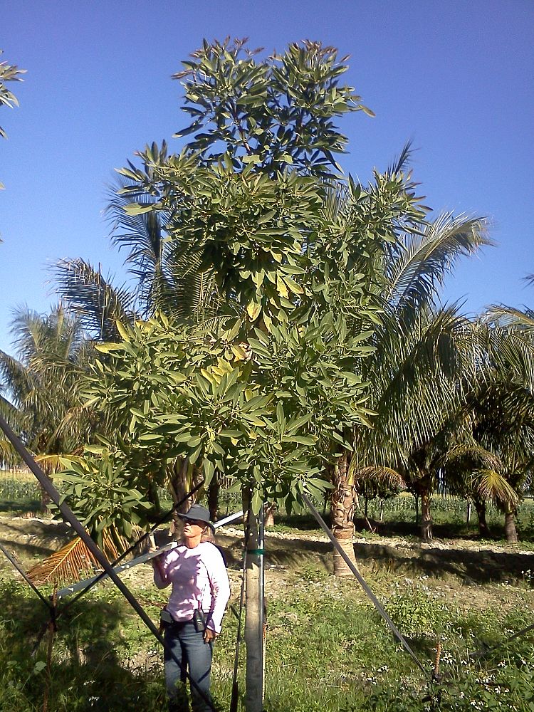 tabebuia-caraiba-yellow-trumpet-tree-tabebuia-argentea-silver-trumpet-tree-tabebuia-aurea