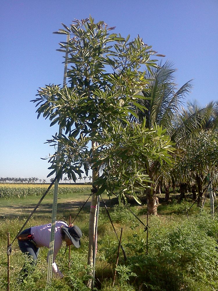 tabebuia-caraiba-yellow-trumpet-tree-tabebuia-argentea-silver-trumpet-tree-tabebuia-aurea