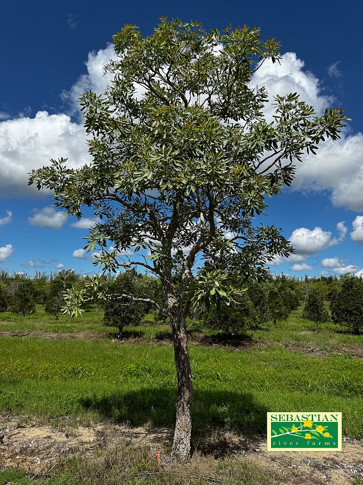 tabebuia-caraiba-yellow-trumpet-tree-tabebuia-argentea-silver-trumpet-tree-tabebuia-aurea