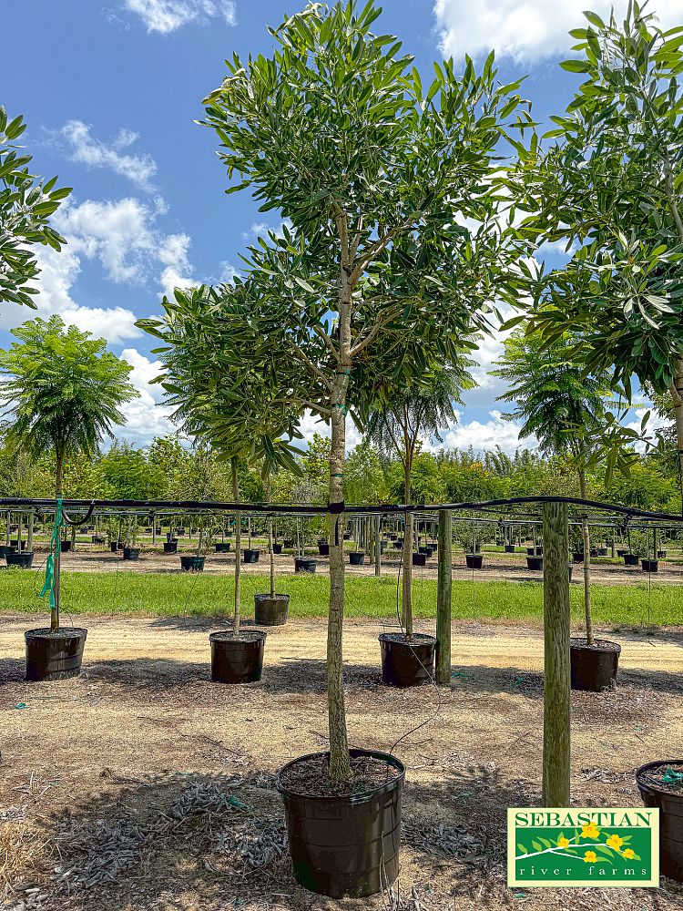 tabebuia-caraiba-yellow-trumpet-tree-tabebuia-argentea-silver-trumpet-tree-tabebuia-aurea