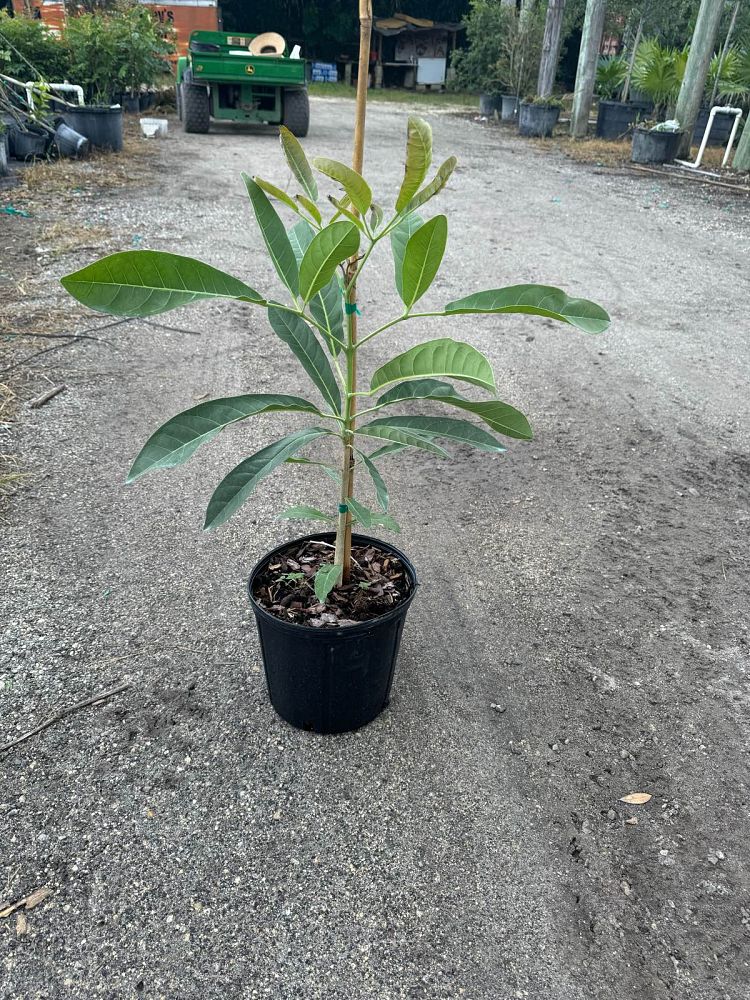 tabebuia-caraiba-yellow-trumpet-tree-tabebuia-argentea-silver-trumpet-tree-tabebuia-aurea