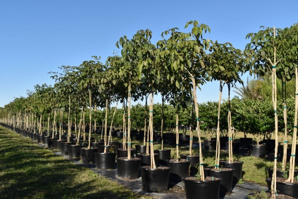 tabebuia-carib-queen-maroon-trumpet-tree