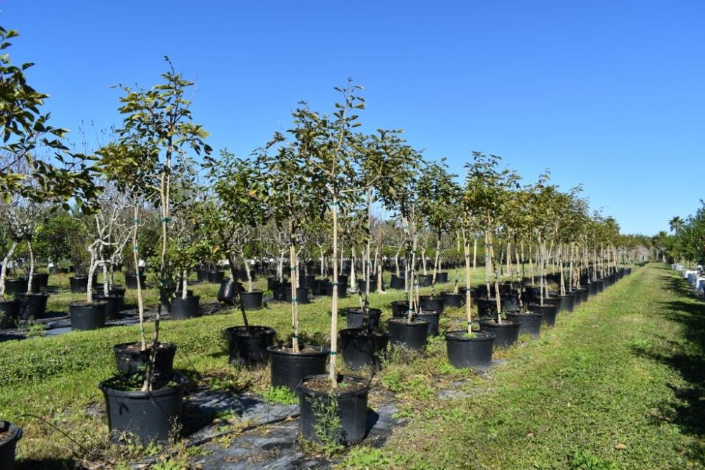 tabebuia-chrysotricha-gold-trumpet-tree