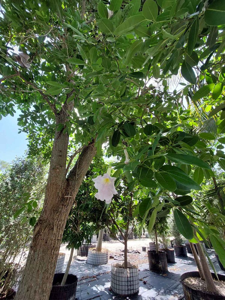 tabebuia-heterophylla-pink-trumpet-tree